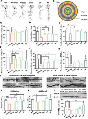 NeuroProtect, a Candidate Formula From Traditional Chinese Medicine, Attenuates Amyloid-β and Restores Synaptic Structures in APP/PS1 Transgenic Mice